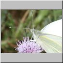 Pieris brassicae - Grosser Kohlweissling 07.jpg